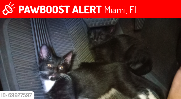 Lost Unknown Cat last seen Doral, hmstd, Westchester, Flagami, Sweetwater, Pembroke Pines , Miami, FL 33131