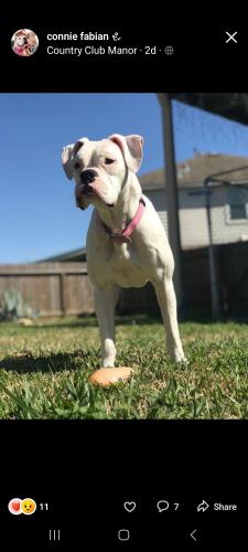 Lost Female Dog last seen Garth rd. Baytown Tx , Baytown, TX 77521