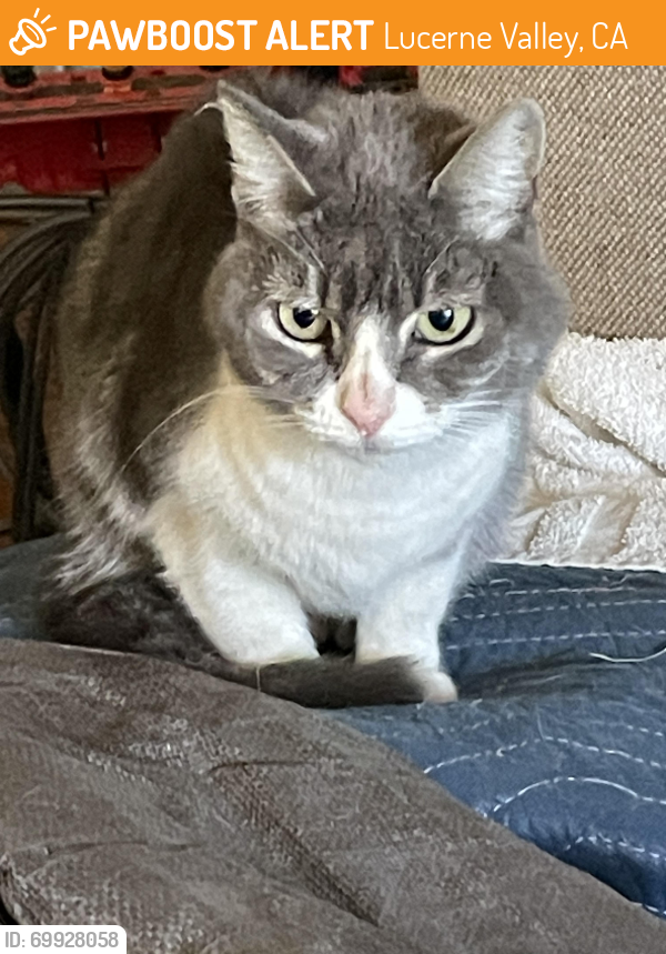 Found/Stray Unknown Cat last seen Clark and Custer Ave , Lucerne Valley, CA 92356