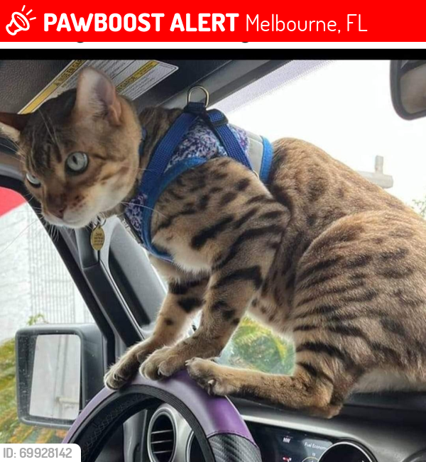 Lost Male Cat last seen Chicago Ave, Melbourne, FL 32901