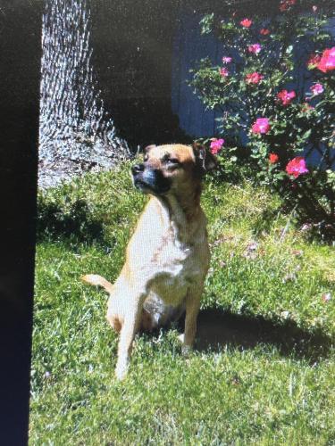 Lost Female Dog last seen Pleasant valley and Lynnhaven pkwy, Virginia Beach, VA 23464