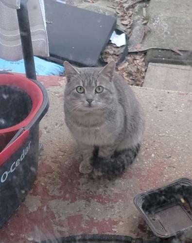 Lost Unknown Cat last seen Lately she's been coming to the backyard for food and she's really friendly. If you know her, she's here daily to get food from us, Washington, DC 20011