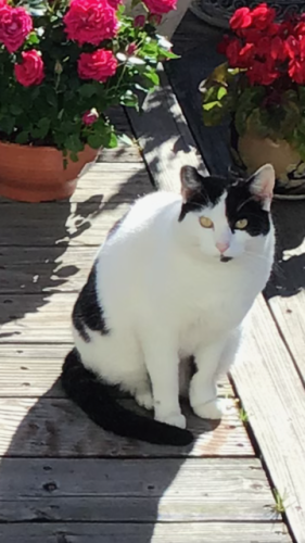 Lost Female Cat last seen Purissima Street and Myrtle Street, Half Moon Bay, CA 94019