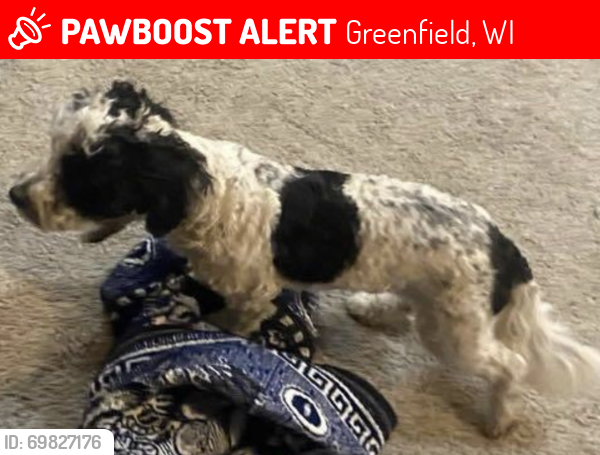 Lost Male Dog last seen S Coldspring W 35th, Greenfield, WI 53221