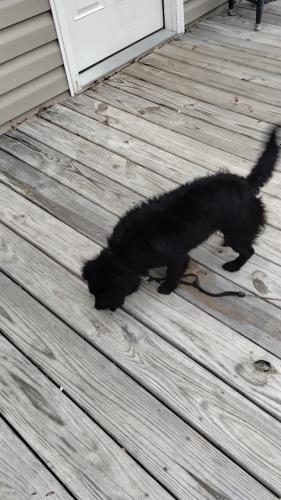 Lost Female Dog last seen Wilmington NC, Wilmington, NC 28412