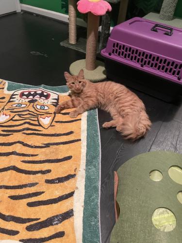 Found/Stray Male Cat last seen Athens Petsmart on oconee connector , Athens, GA 30609