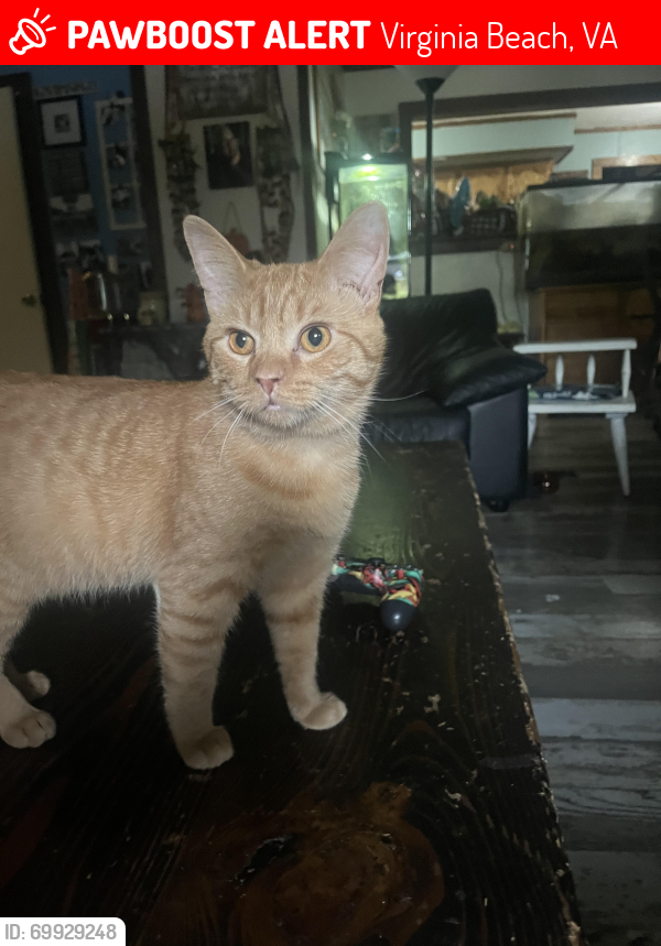 Lost Male Cat last seen dante place, Virginia Beach, VA 23452