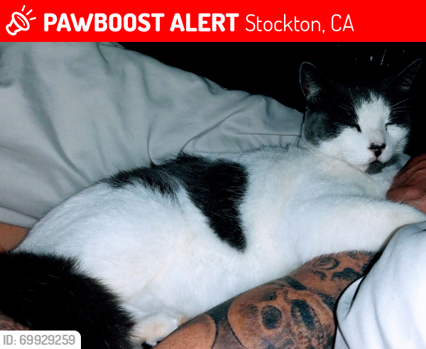 Lost Male Cat last seen West ln and Ronald St Stockton, Ca, Stockton, CA 95205