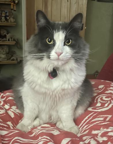 Lost Male Cat last seen Corner of 15th and Los Alamos. One block south of Central., Albuquerque, NM 87104