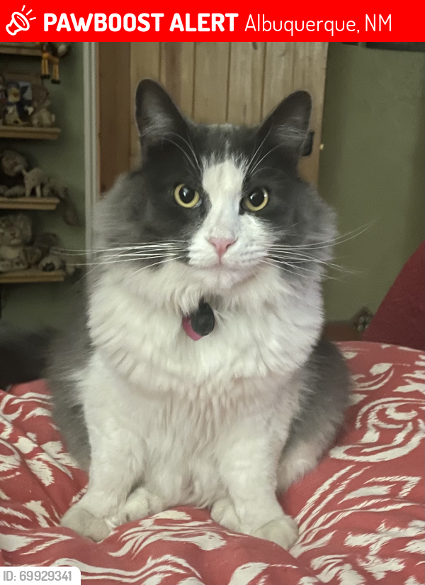 Lost Male Cat last seen Corner of 15th and Los Alamos. One block south of Central., Albuquerque, NM 87104