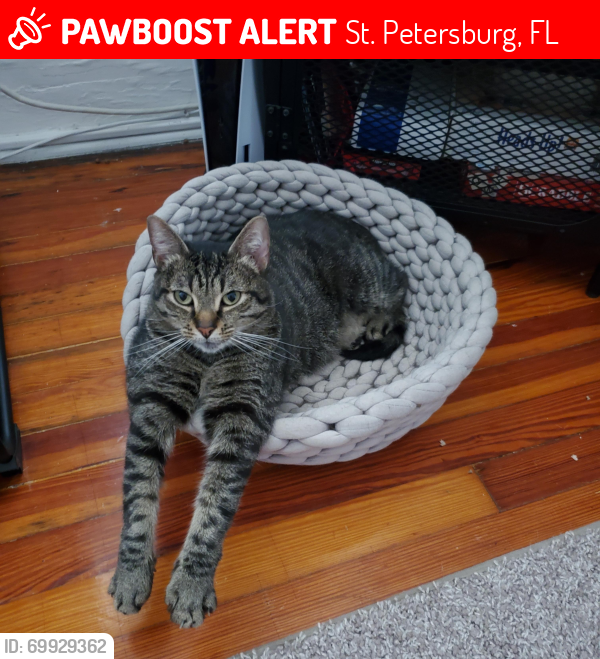 Lost Male Cat last seen 12th Ave NE and Cherry St NE, St. Petersburg, FL 33701