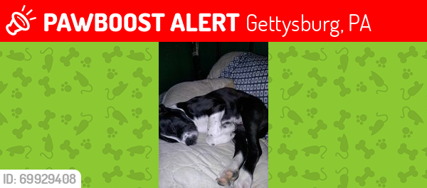Lost Female Dog last seen winery and pico, Gettysburg, PA 17325
