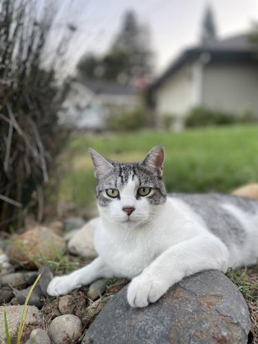 Lost Male Cat last seen Soliday court and big valley Folsom Ca, Folsom, CA 95630