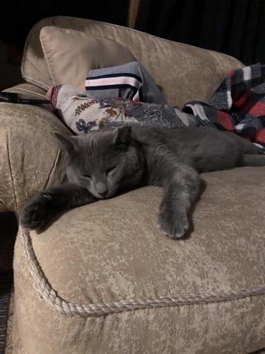 Lost Male Cat last seen East 400 South and South 300 East , Knox, IN 46534
