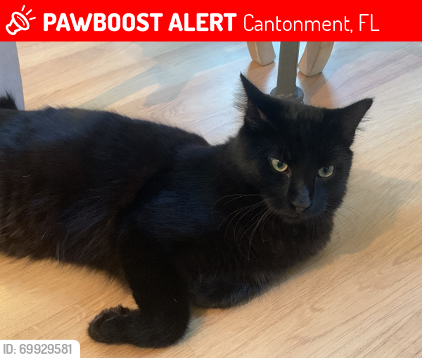 Lost Male Cat last seen West Kingsfield, Cantonment, FL 32533
