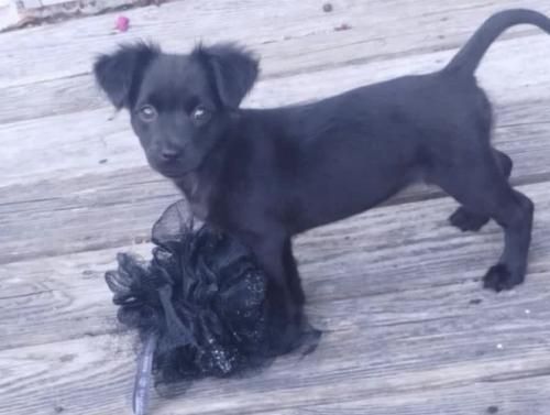 Lost Female Dog last seen Near Old Brick Rd, Wilmington, NC 28412