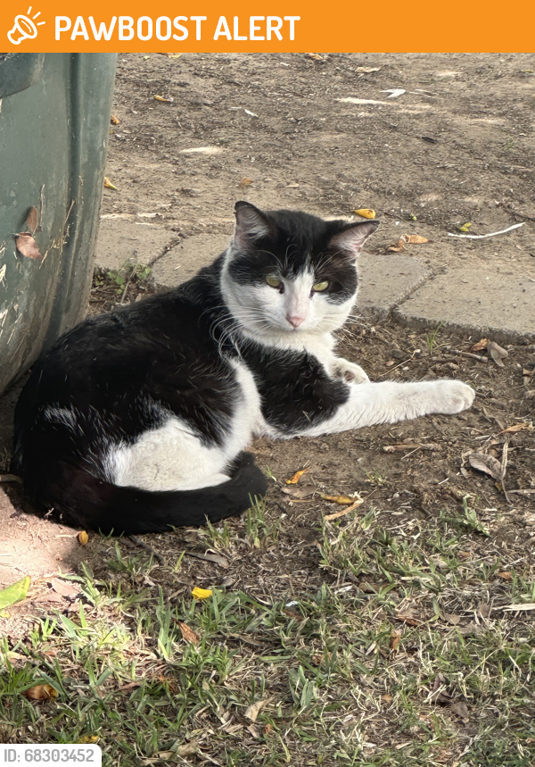 Riverside County, CA Stray Cat Found Near 3rd & Cedar streets, downtown