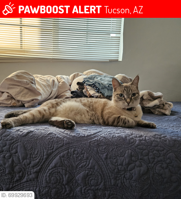 Lost Female Cat last seen Valencia and Drexel, Tucson, AZ 85706