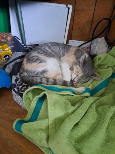 Lost Female Cat last seen Alexis rd, Toledo, OH 43612