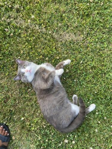 Lost Male Cat last seen Colony , South Euclid, OH 44124