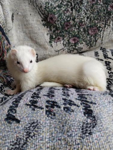 Lost Female Ferret last seen Ottokee and 20A, Barney Oldfield Villages , Wauseon, OH 43567