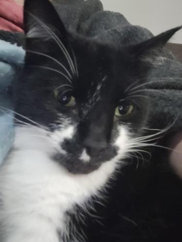 Lost Male Cat last seen Holdsworth Rd and Wood Street, Long Gully , North Bendigo, VIC 3550