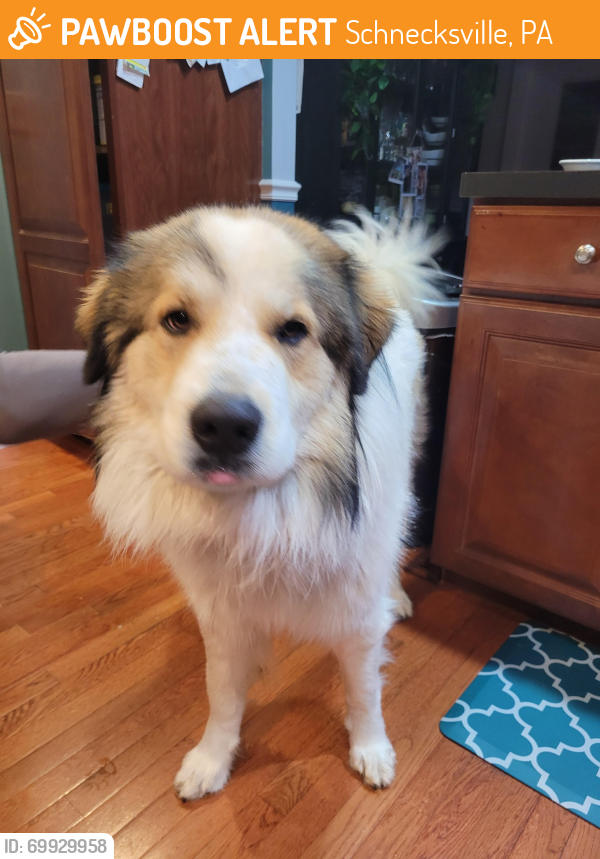 Schnecksville, PA Stray Male Dog Found Near Schnecksville North