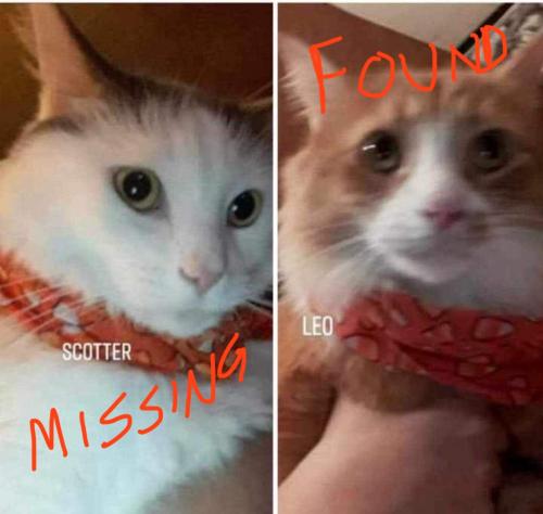 Lost Male Cat last seen Madison St near the Veteran’s Clinic, Crown Point, IN 46307