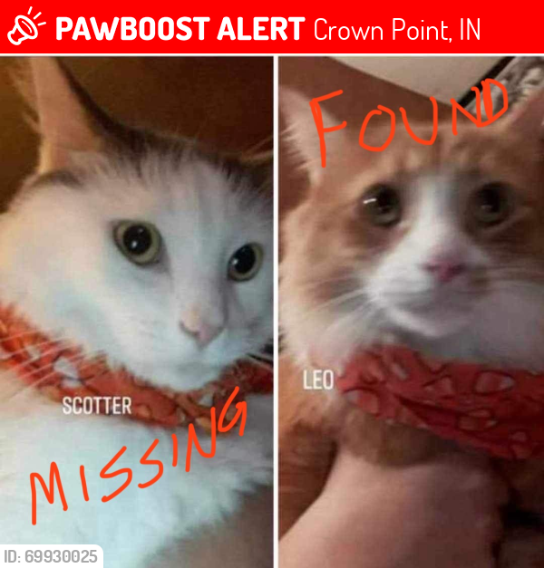 Lost Male Cat last seen Madison St near the Veteran’s Clinic, Crown Point, IN 46307