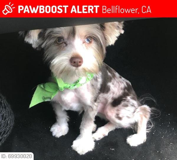 Lost Male Dog last seen Pep boys, Bellflower, CA 90706
