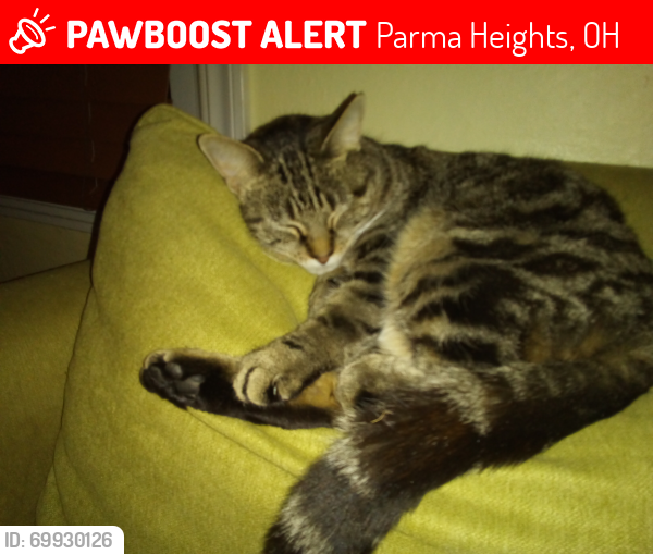 Lost Female Cat last seen Between Blossom and Lawndale, Parma Heights, OH 44130