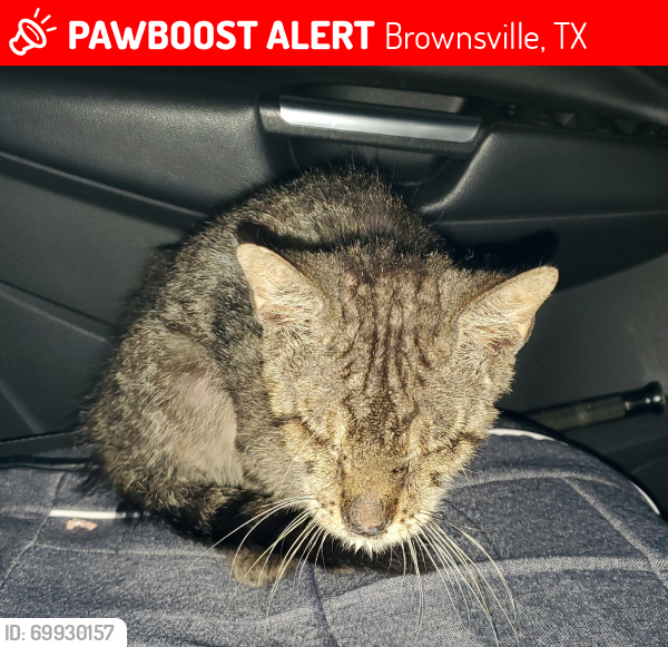 Lost Male Cat last seen Old Spanish trail , Brownsville, TX 78520