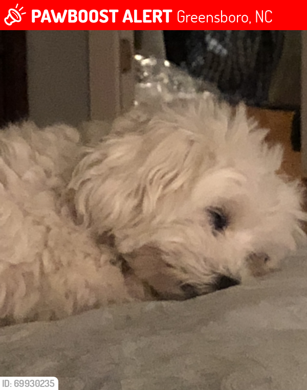 Greensboro, NC Lost Female Dog, Lindy Is Missing PawBoost