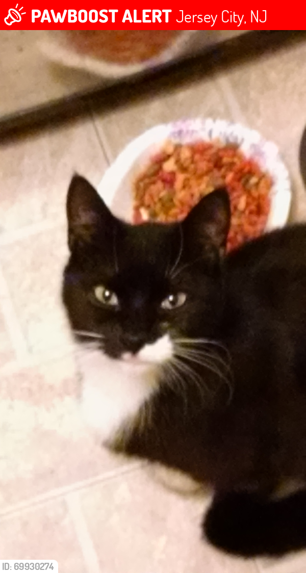 Lost Female Cat last seen North st and Sherman Ave , Jersey City, NJ 07307