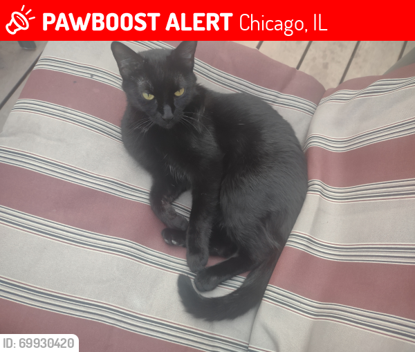 Lost Female Cat last seen Addison & Keating Avenue , Chicago, IL 60641