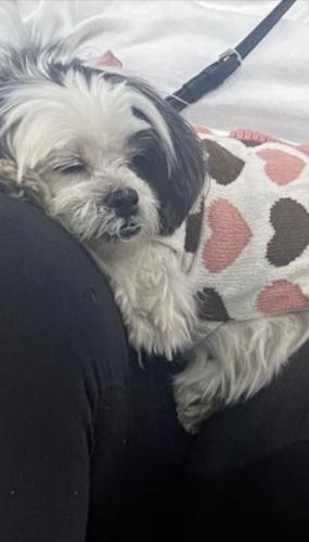 Lost Female Dog last seen Near east 79th , Chicago, IL 60619