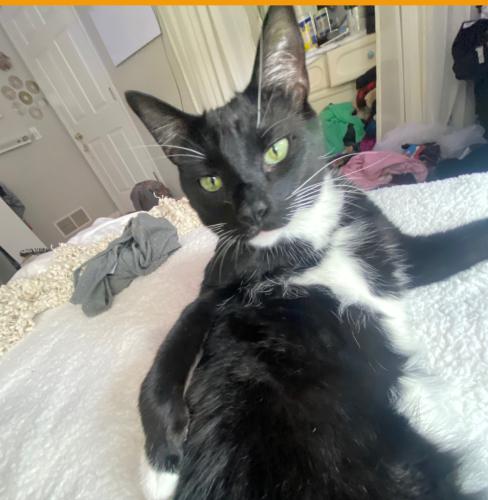Lost Male Cat last seen Country View Pkwy, Northfield, OH 44067