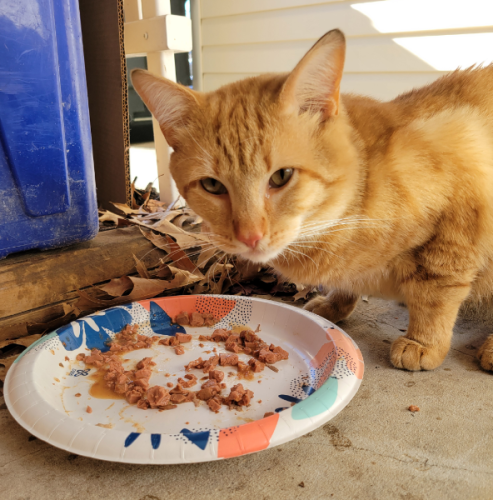 Found/Stray Male Cat last seen Saunders Rd and Schwenger Pl, Herndon, VA 20170