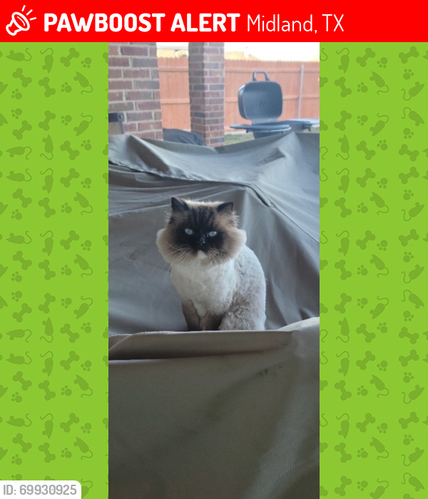 Lost Male Cat last seen WCR 140 and 1210, Near the Barn Venue, Midland, TX 79706