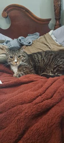 Lost Male Cat last seen Gordon and Kerr intersection , Wilmington, NC 28405