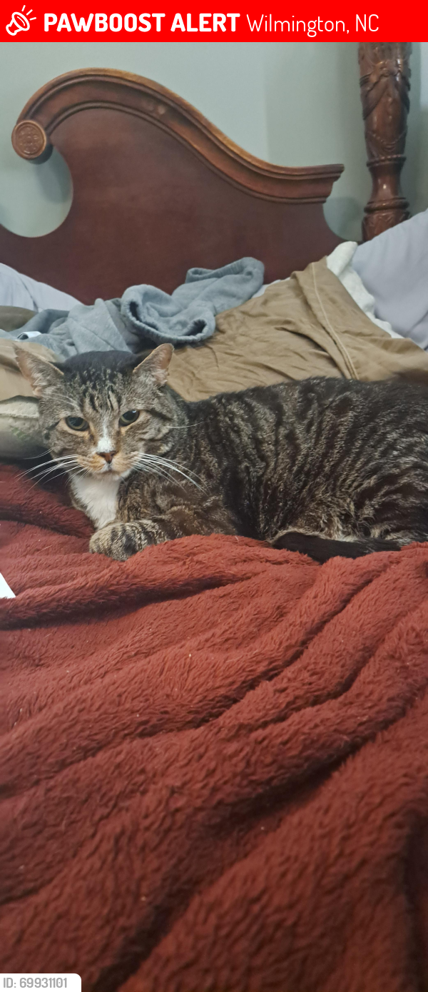 Lost Male Cat last seen Gordon and Kerr intersection , Wilmington, NC 28405