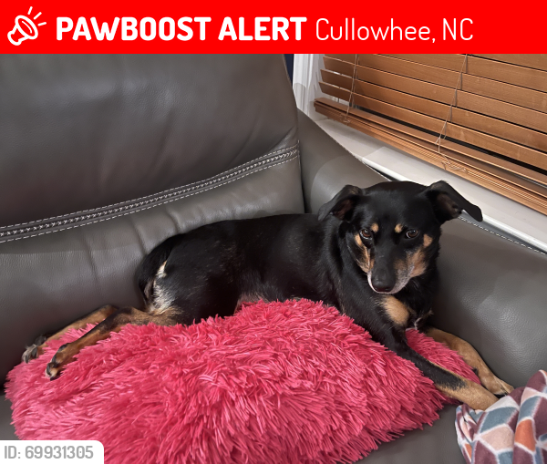 Lost Female Dog last seen Forest Hills Road, Cullowhee 28723, up the hill by the neighborhood behind the stadium , Cullowhee, NC 28723