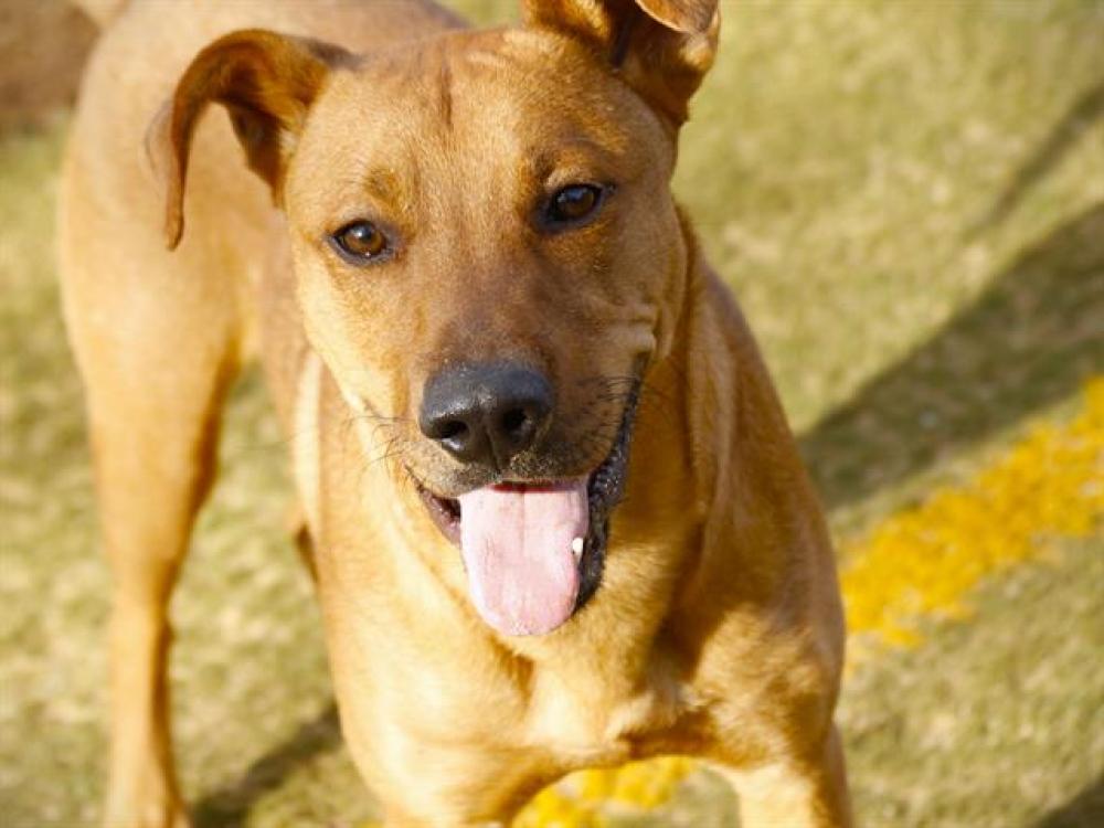 Shelter Stray Male Dog last seen Near BLOCK ST MARKS ST, TALLAHASSEE FL 32310, Tallahassee, FL 32311