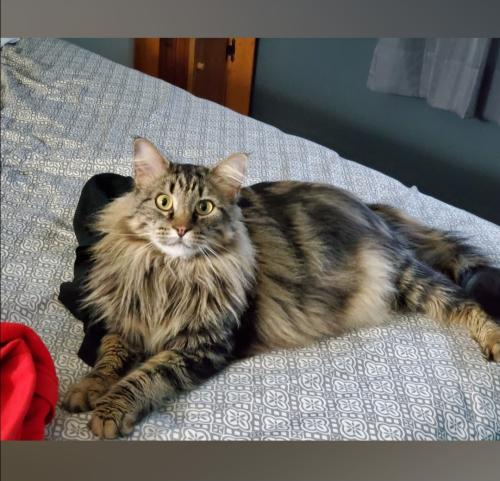 Lost Female Cat last seen Girard Avenue and stoney creek avenue, Lansdale, PA 19446