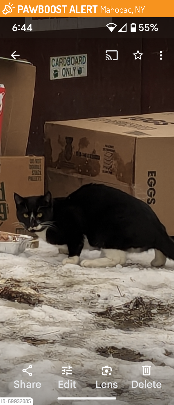 Mahopac, NY Stray Male Cat Found Near Route 6 and Crane Road PawBoost