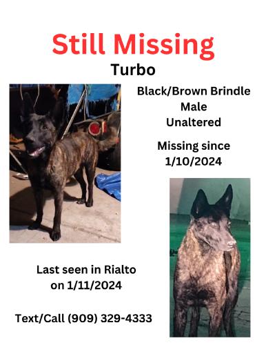 Lost Male Dog last seen lilac and walnut, Rialto, CA 92376