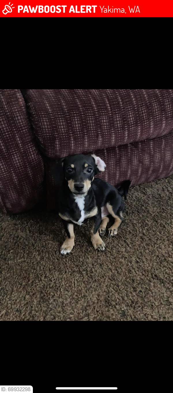 Yakima, WA Lost Male Dog, Arlo Is Missing PawBoost