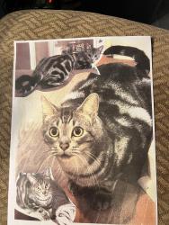 Lost Male Cat last seen State Street, Jackson, MS 39206