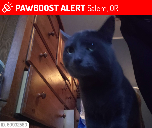 Lost Male Cat last seen word of mouth neighborhood bistro, Salem, OR 97301