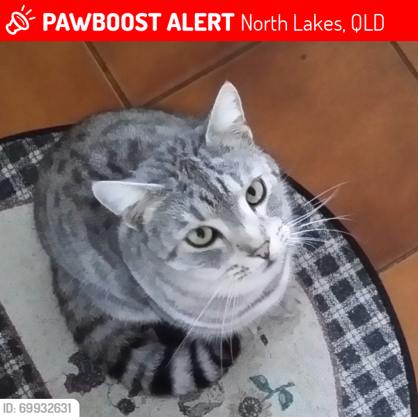 Lost Male Cat last seen Fidler Street, MacKintosh Drive, North Lakes, QLD 4509